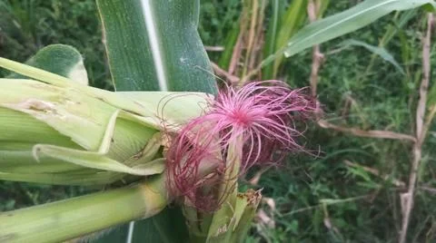 Close-up of pink corn silk on a cob in an agricultural field Stock Photos