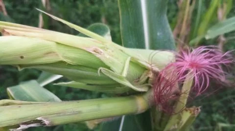 Close-up of pink corn silk on a cob in an agricultural field Stock Photos