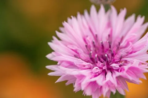Close-up of pink cornflower with soft warm bokeh background Stock Photos