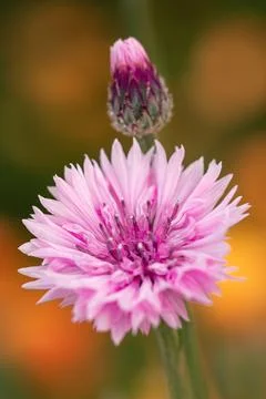 Close-up of pink cornflower with soft warm bokeh background Stock Photos