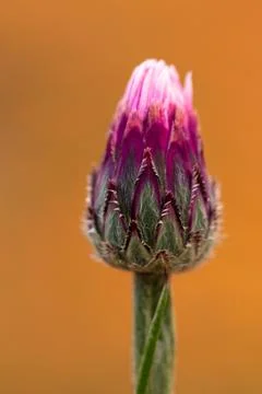 Close-up of pink cornflower with soft warm bokeh background Stock Photos