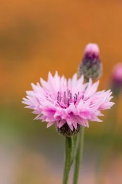 Close-up of pink cornflower with soft warm bokeh background Stock Photos