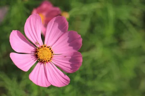 Close up of pink Cosmos flower or called Mexican daisy blossom in the garden Stock Photos