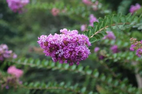 Close-up of the pink crape myrtle in full bloom, with its small flowers and.. Stock Photos