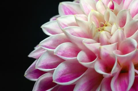 Close-up of pink dahlia flower Stock Photos