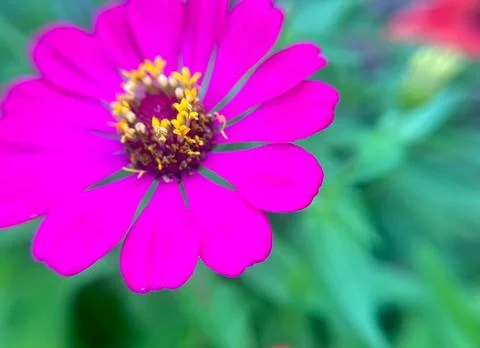 Close-up of pink daisy (5) Foto stock