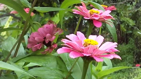 Close up pink daisy flower double bloom, blooming on the tree Video stock 124453450