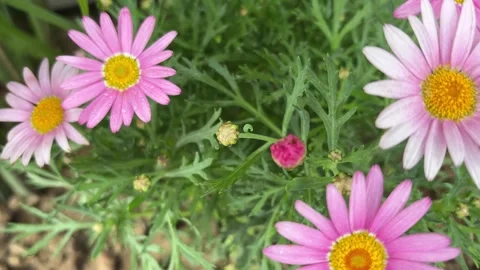 Close-Up of Pink Daisy Flowers with Dewdrops Stock Footage 333130746