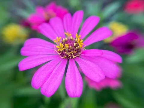 Close-up of pink daisy Stock Photos