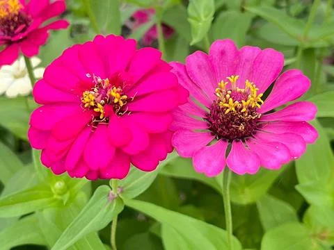 Close-up of pink daisy Stock Photos