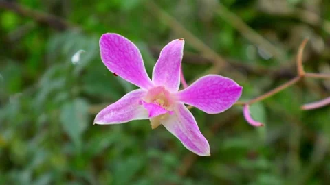 Close-up of a Pink Dendrobium Caesar Orchid with a Blurred Background Stock Footage 315176934
