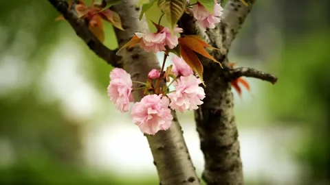 Close-Up of Pink Double Cherry Blossoms on Tree Branch Stock Footage 332681854
