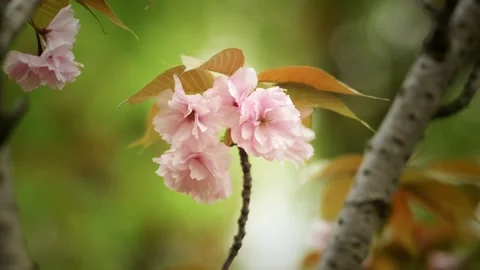 Close-Up of Pink Double Cherry Blossoms on a spring day Stock Footage 332681856