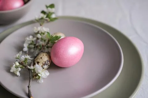 Close-up of pink Easter egg and cherry blossom branch on gray plate. Easter t Stock Photos