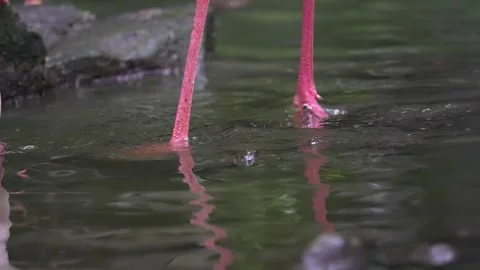 Close up of pink flamingo leg dipping into calm water with reflections Video stock 344817341