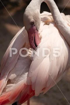 Close up pink flamingo Stock Photos
