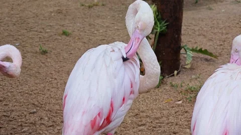 Close Up of Pink Flamingos. Stock Footage 306760302
