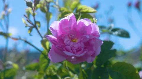 Close Up Of Pink Flower 2 Stock Footage 222061847