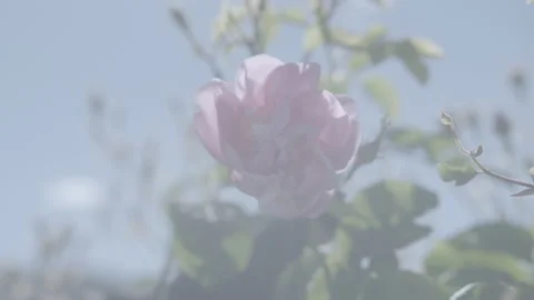 Close Up Of A Pink Flower 2 - No LUT Version Stock Footage 222079791