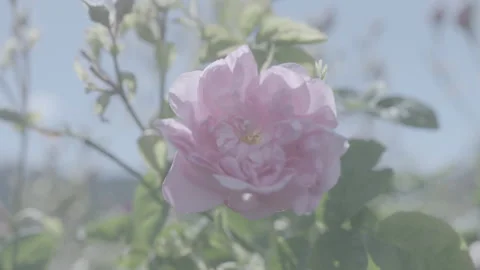 Close Up Of Pink Flower 2 - No LUT Version Stock Footage 222087475