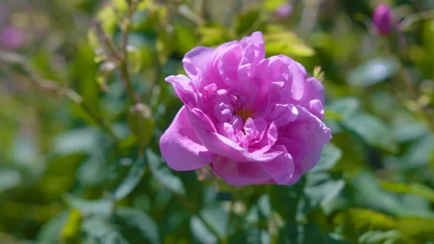 Close Up Of A Pink Flower 3 Stock Footage 222058311