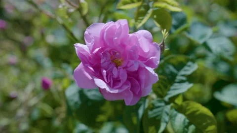 Close Up Of Pink Flower 3 Stock Footage 222375157