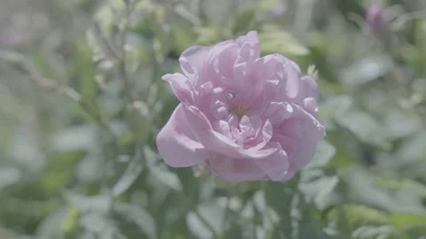 Close Up Of A Pink Flower 3 - No LUT Version Stock Footage 222082985