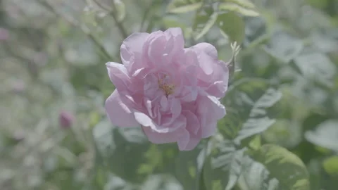 Close Up Of Pink Flower 3 - No LUT Version Stock Footage 222375332