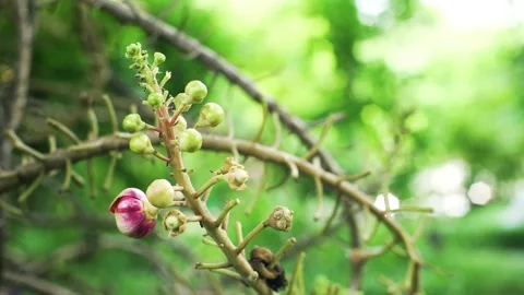 Close Up Pink Flower and Budding Call Sal Flower on Sala Tree or Cannonball tree Stock Footage 153519808