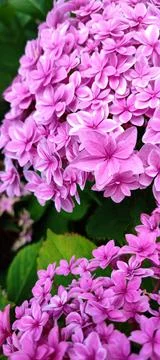 Close up pink flower Bigleaf Hydrangea,or macrophylla,slightly blurred,in garden Stock Photos