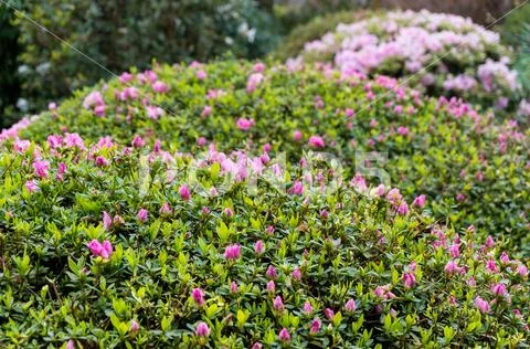 Close up of pink flower buds on a hedge shrub in the garden Stock Photos