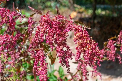Close-up of pink flower clusters on branches in sunlit garden. Stock Photos