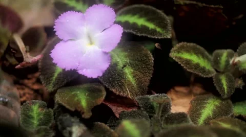 Close-up of pink flower Stock Footage 48744945
