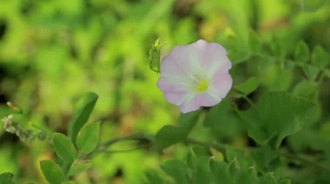 Close-up of pink flower Stock Footage 48767751