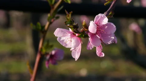 Close-up of Pink flower Video stock 64342297