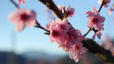 Close-up of pink flower 스톡 동영상 64342622
