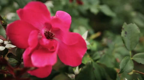 Close up of Pink Flower Stock-Footage 66352780