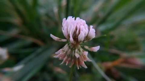Close up Pink Flower Stock Footage 103146969