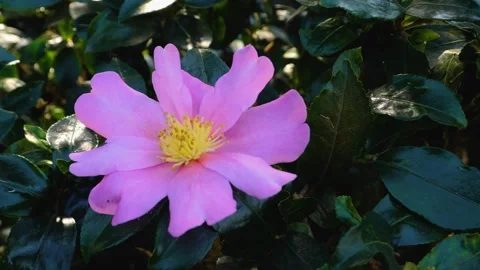 Close up of pink flower Stock Footage 143869538