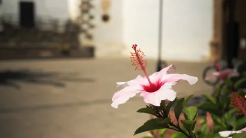 A close up of a pink flower Vídeo Stock 211386720