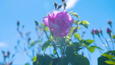 Close Up Of A Pink Flower Stock Footage 222055248