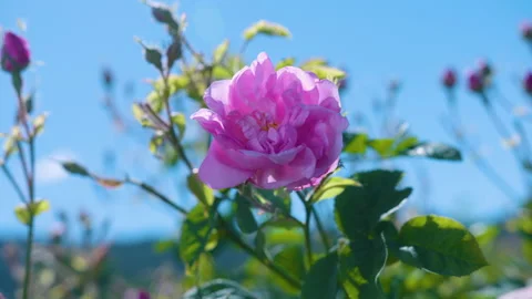 Close Up Of Pink Flower Stock Footage 222057383