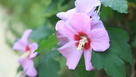 Close up of a pink flower	 Stock Footage 305819920