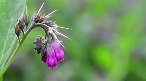 Close-up of pink flower in garden - comfrey. Video stock 64337583