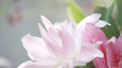 A close up of a pink flower with a green stem Stock Footage 297770901