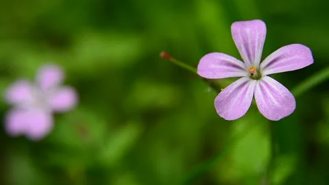 Close-up of the pink flower Herb Robert, the sounds of wind, bird and insects Stock Footage 132824599