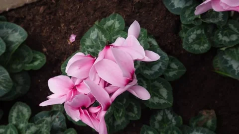 Close up of a pink flower with inception mode Stock Footage 294369468