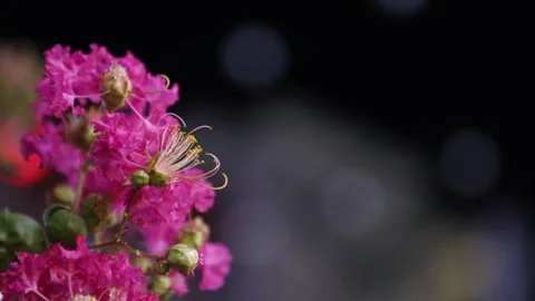 Close up of a pink flower of night Vídeo Stock 303551069
