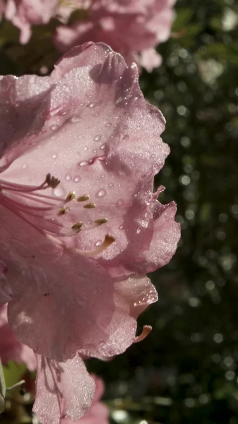 Close-Up of Pink Flower Petals with Dew Drops in Natural Sunlight Outdoors Stock Footage 334945879