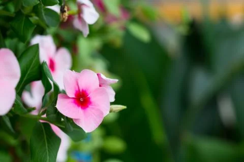 Close up pink flower Stock Photos